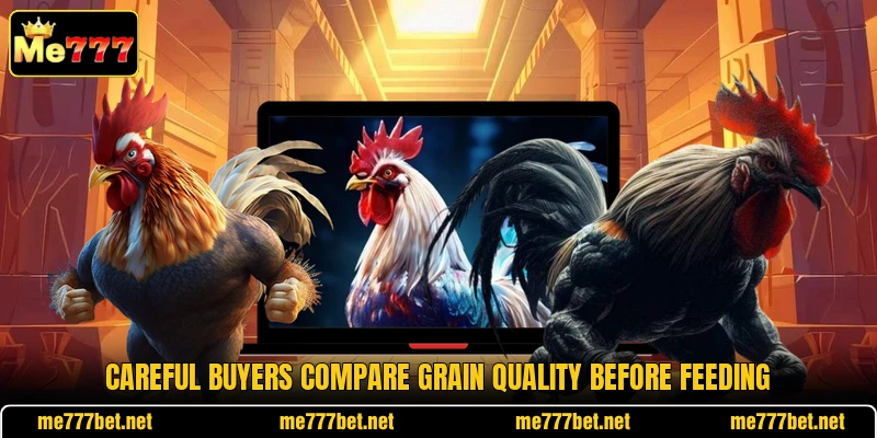 Careful buyers compare grain quality before feeding Careful buyers compare grain quality before feeding
