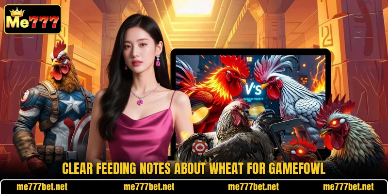 Clear feeding notes about wheat for gamefowl Clear feeding notes about wheat for gamefowl