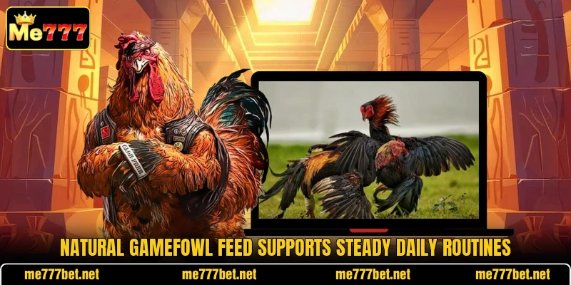 Natural gamefowl feed supports steady daily routines Natural gamefowl feed supports steady daily routines