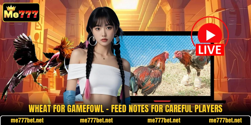 Wheat For Gamefowl - Feed Notes For Careful Players Wheat For Gamefowl - Feed Notes For Careful Players